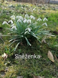 Sněženka_Viky